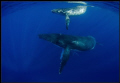   whale calf escort  